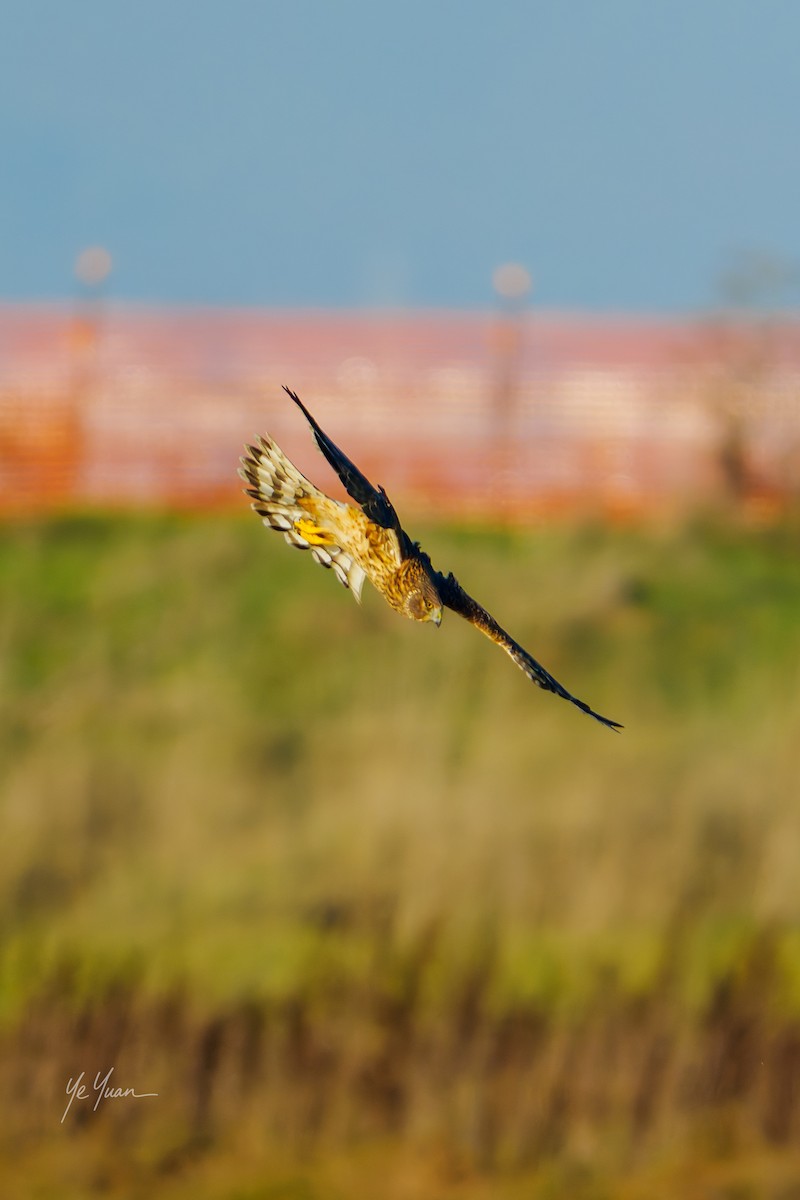 Zingira-hontza - ML645964482