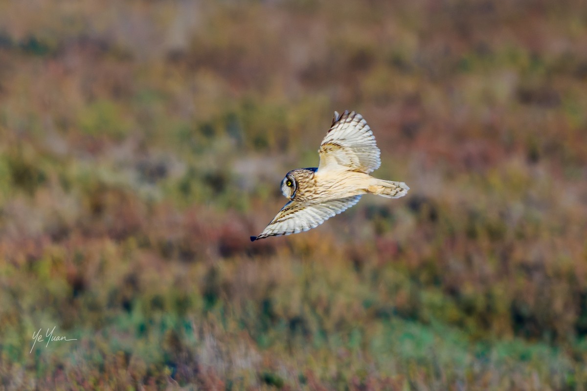 Zingira-hontza - ML645964483