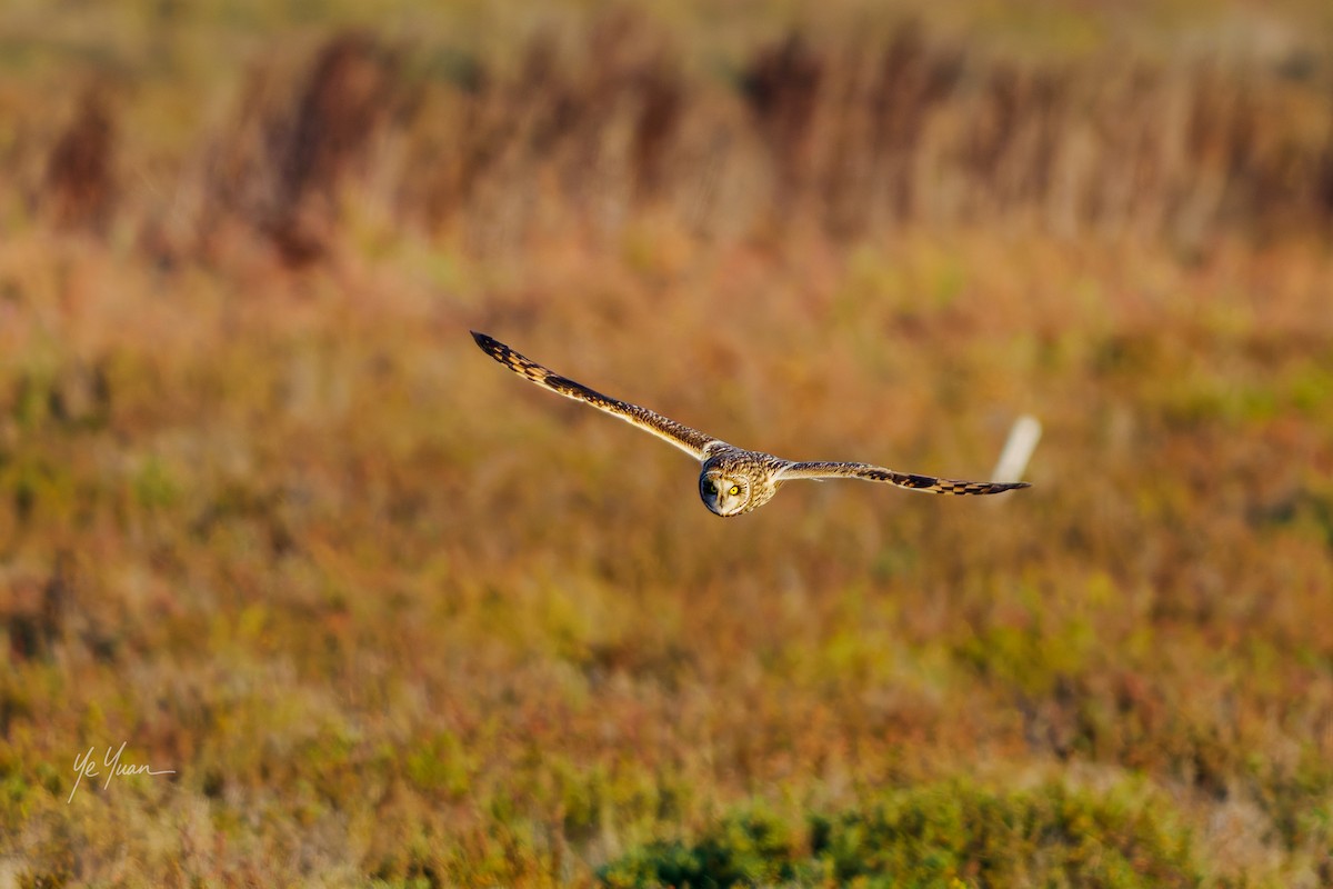 Zingira-hontza - ML645964484