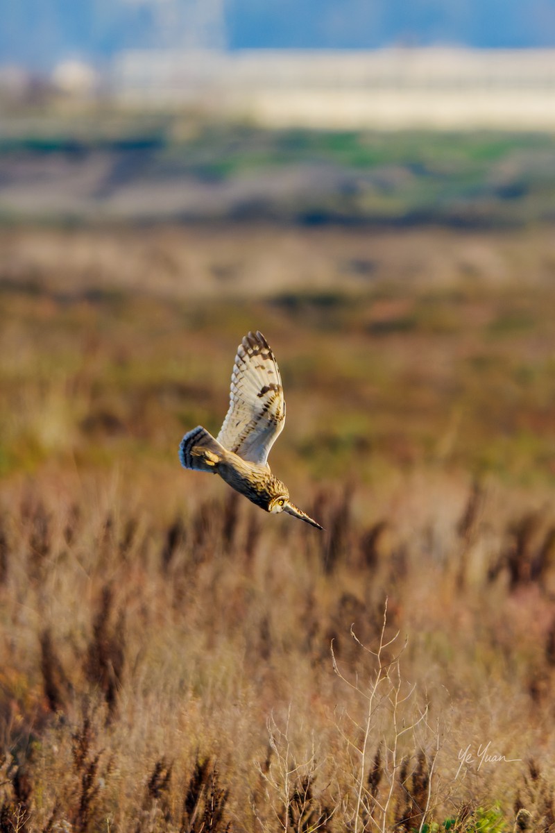 Zingira-hontza - ML645964485