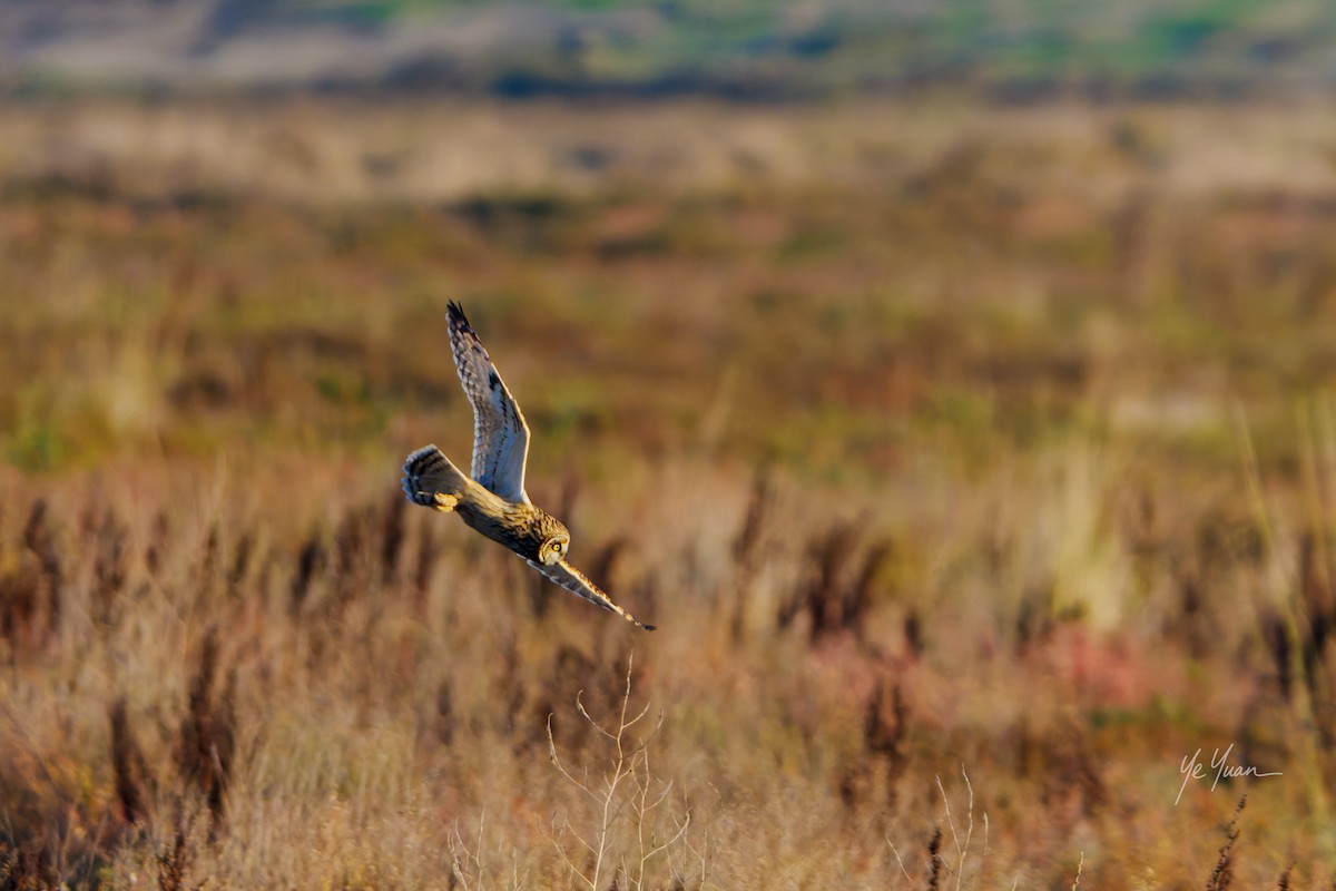 Zingira-hontza - ML645964486