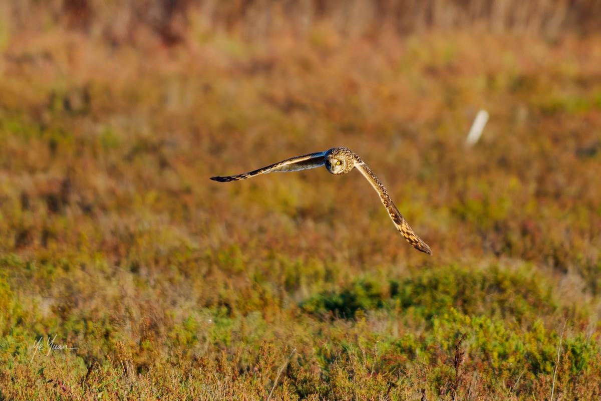 Zingira-hontza - ML645964487