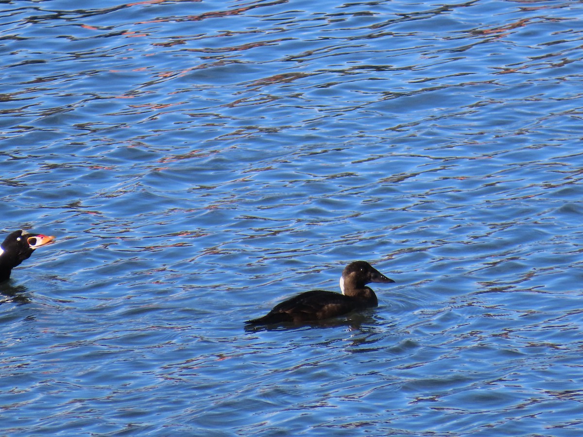 Surf Scoter - ML645964488