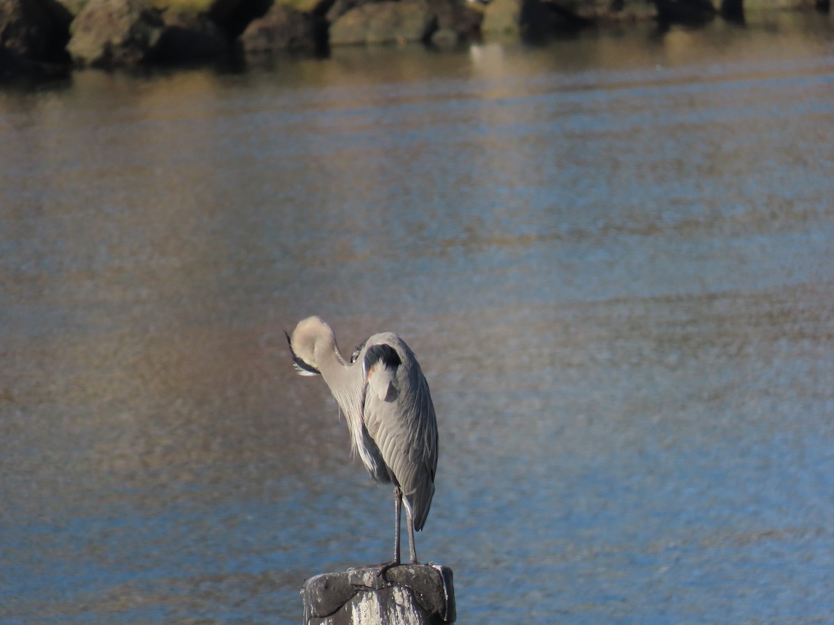 Great Blue Heron - ML645964513