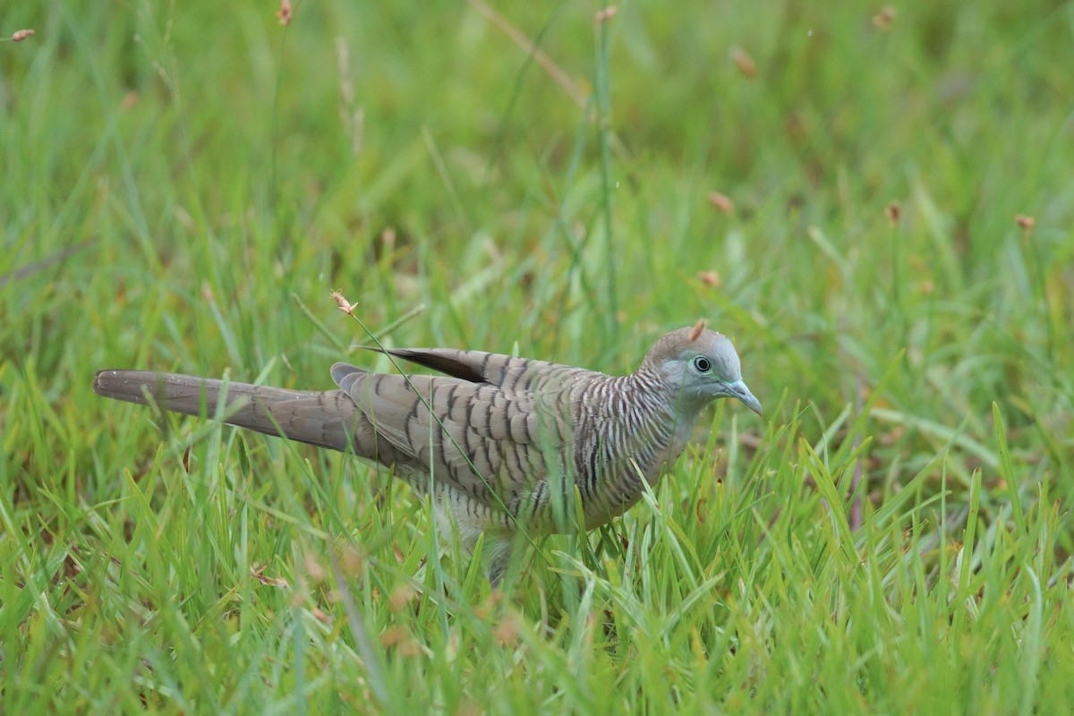 sebradue - ML645964523