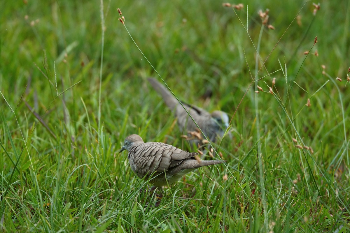 sebradue - ML645964525