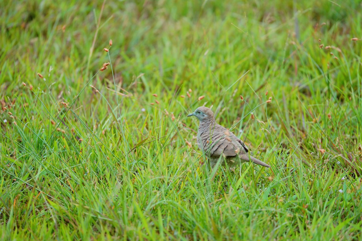 sebradue - ML645964526