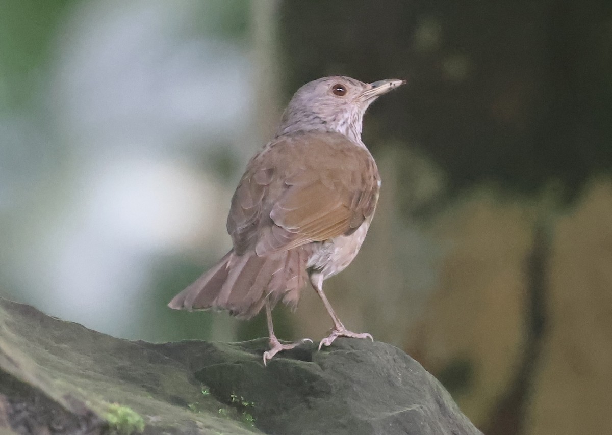 Zorzal Sabiá - ML645964527