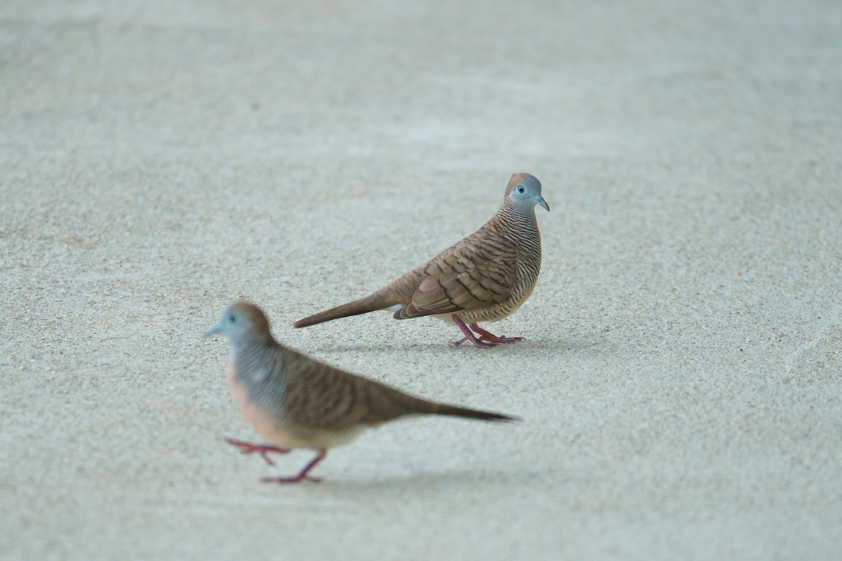 sebradue - ML645964528