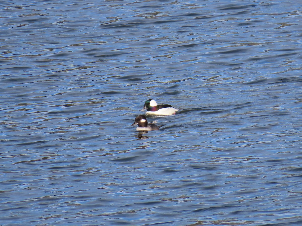 Bufflehead - ML645964530