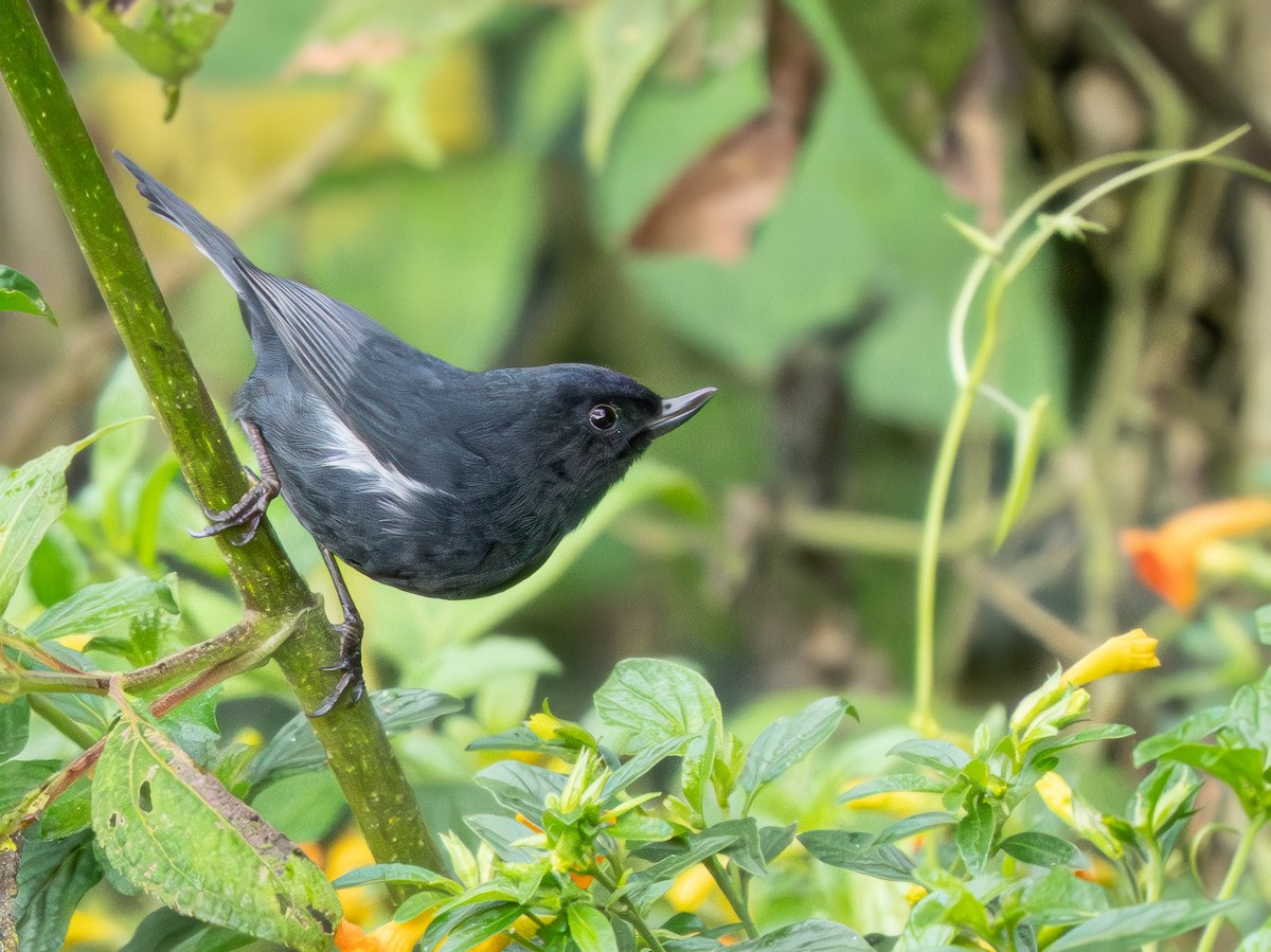 White-sided Flowerpiercer - ML645964533