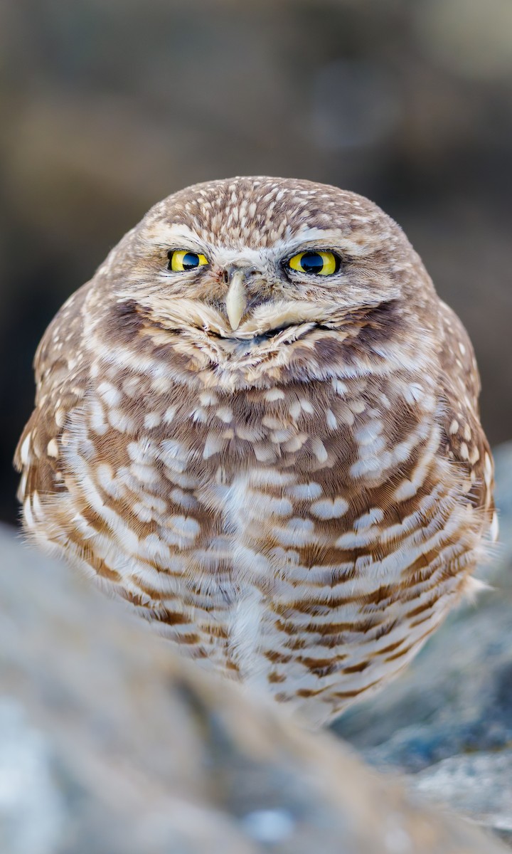 Burrowing Owl - ML645964535