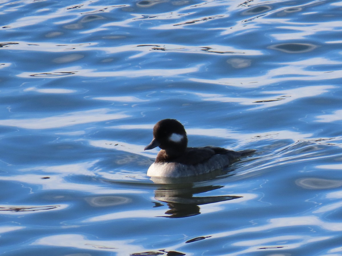 Bufflehead - ML645964537