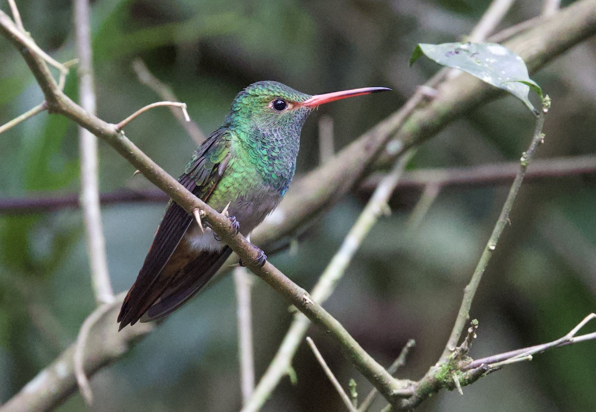 ruststjertkolibri - ML645964547