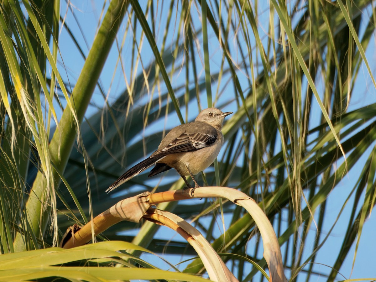 sangspottefugl - ML645964548