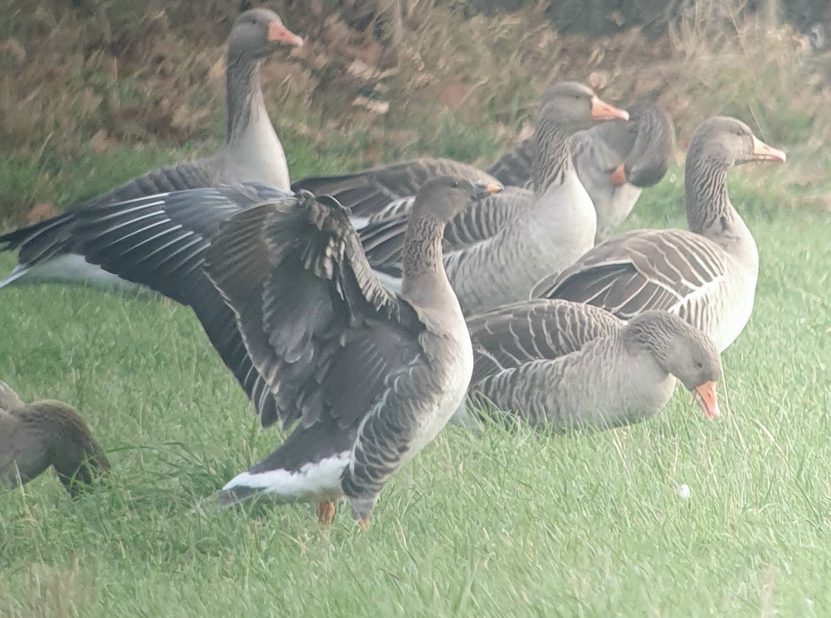 tundrasædgås - ML645964549