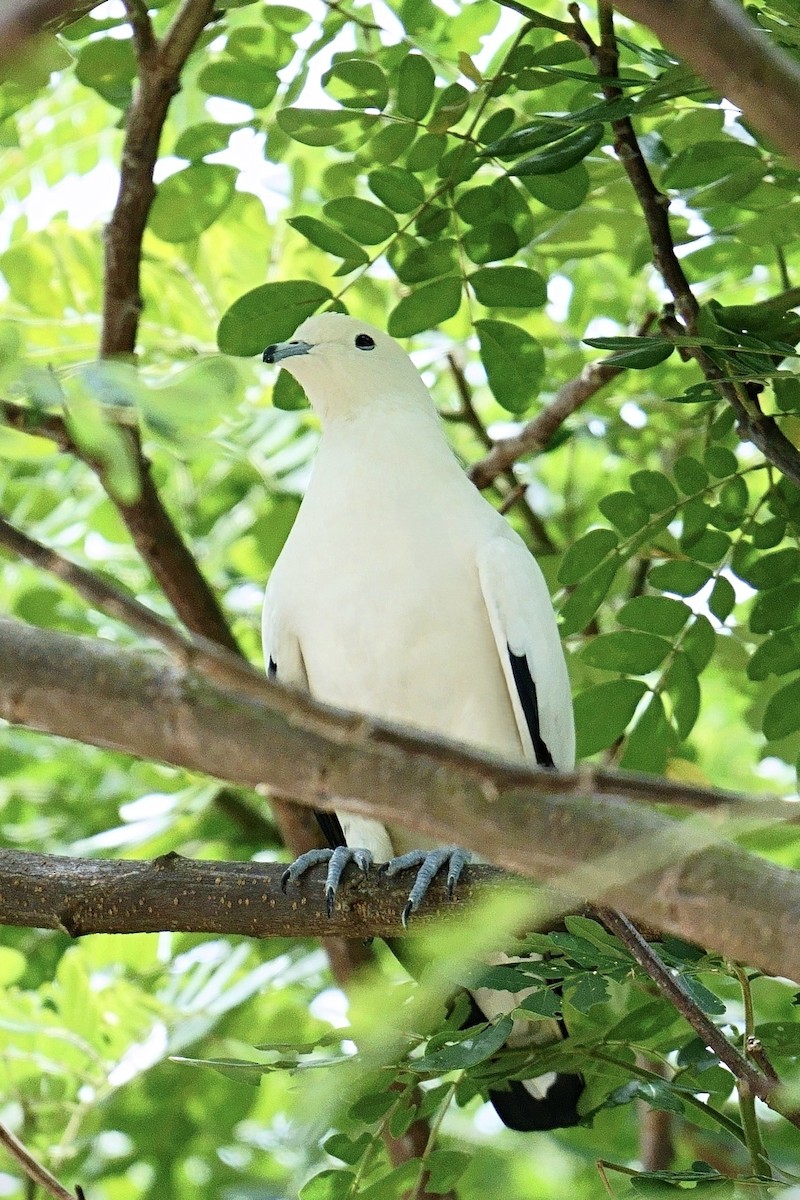 krittkeiserdue - ML645964550