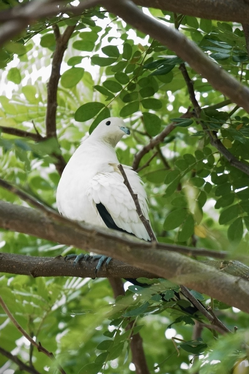 krittkeiserdue - ML645964551