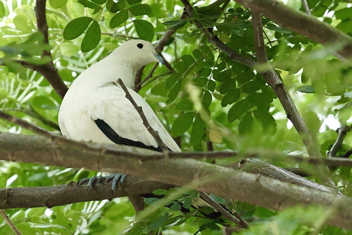 krittkeiserdue - ML645964552