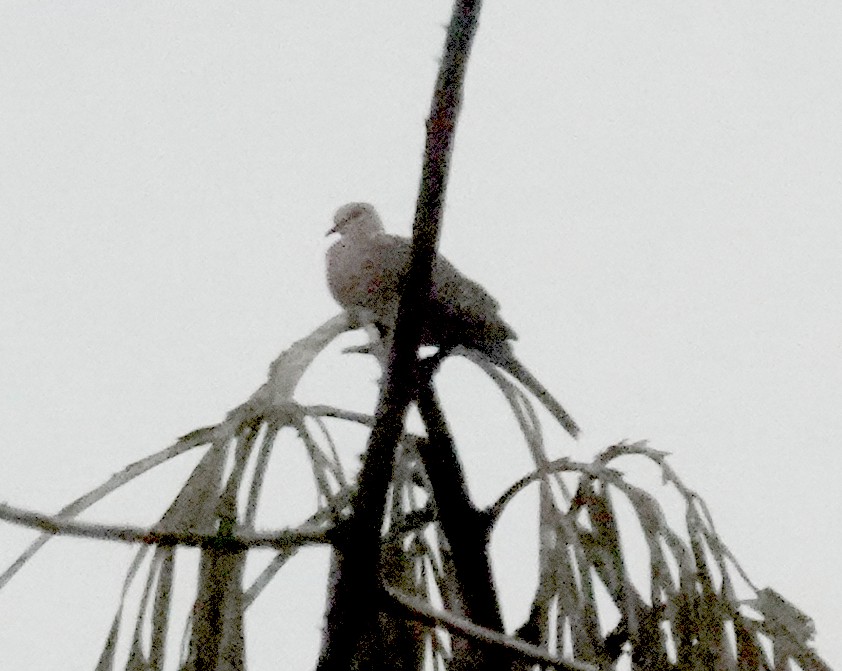 perlekragedue - ML645964553