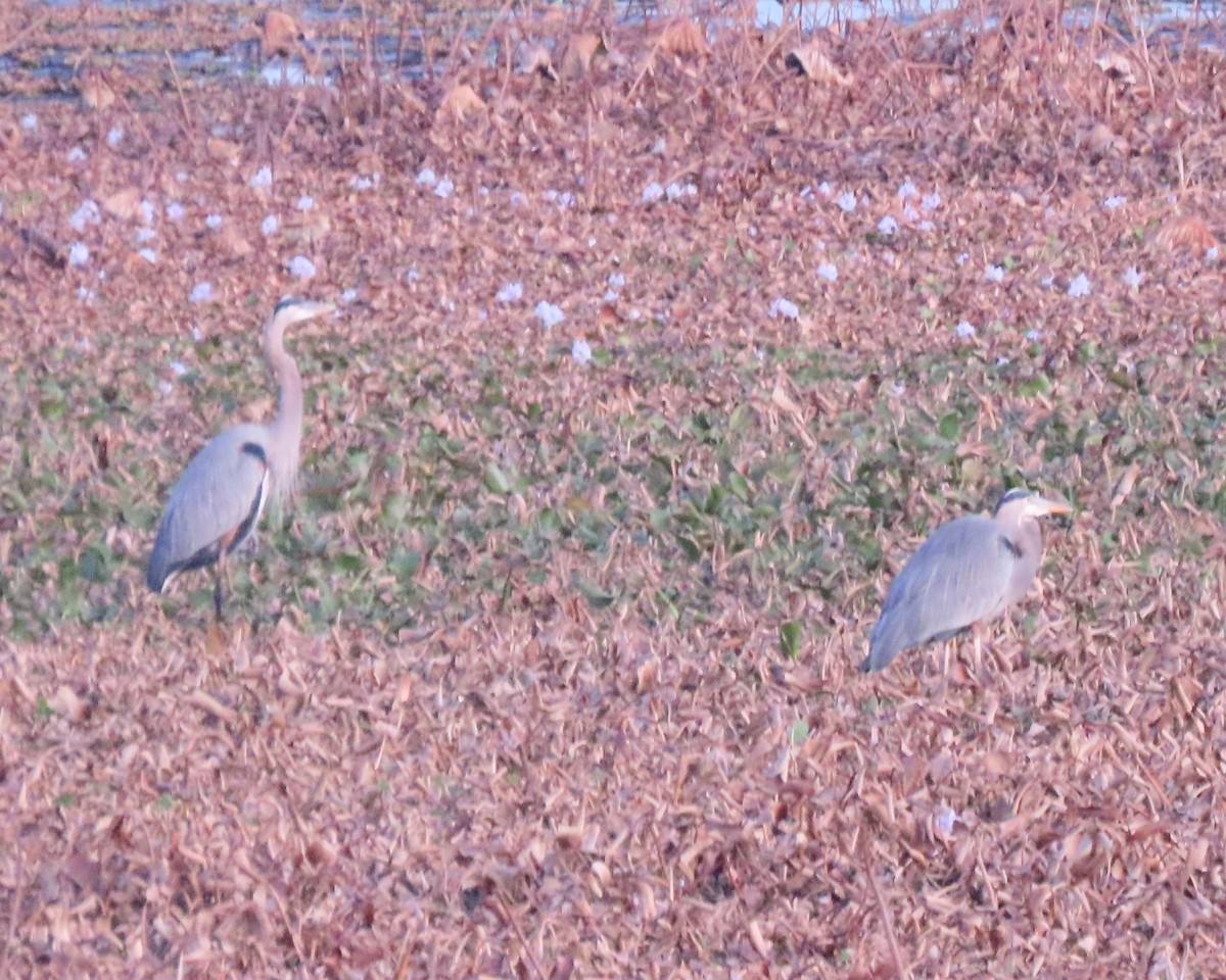 herodiashegre (herodias gr.) - ML645964556