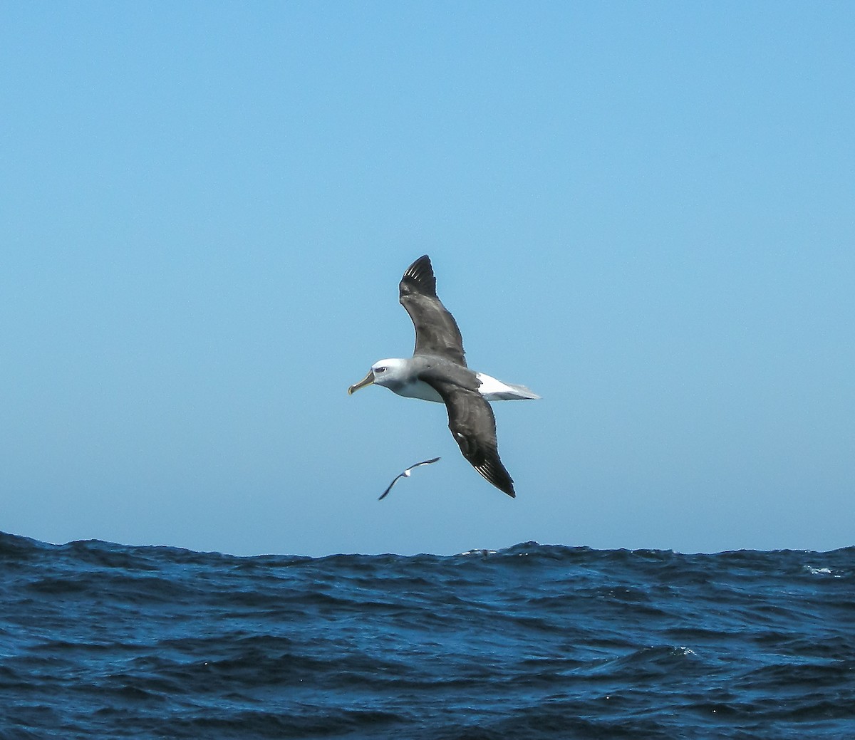 hvitpannealbatross - ML645964558