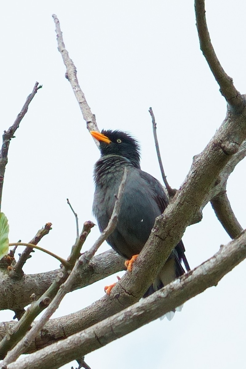 javastær - ML645964559