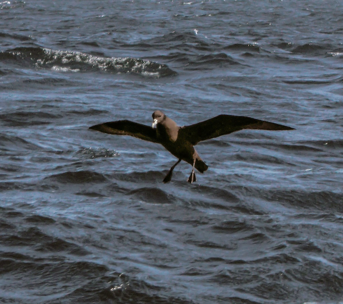 sørkjempepetrell - ML645964560