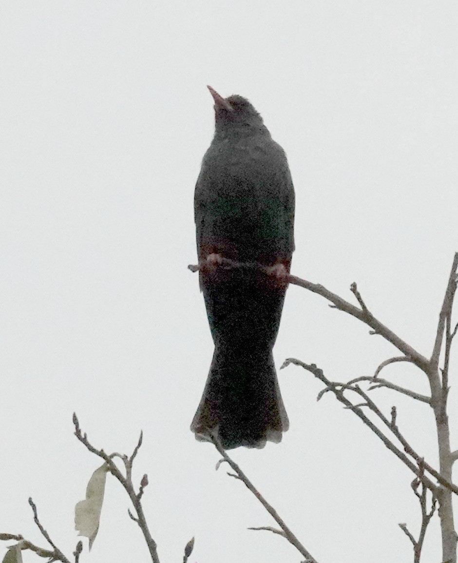 ganesabylbyl (humii) - ML645964562