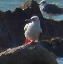 rødfotsule - ML645964564