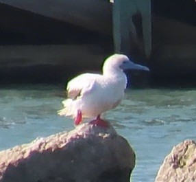 rødfotsule - ML645964565