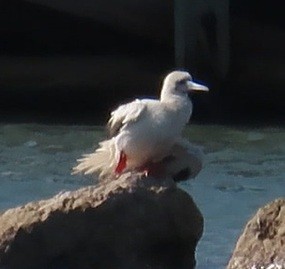 rødfotsule - ML645964566