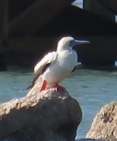 rødfotsule - ML645964567