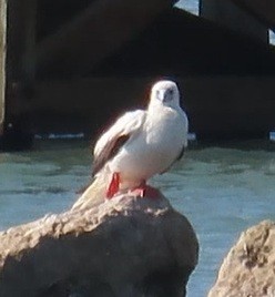 rødfotsule - ML645964568