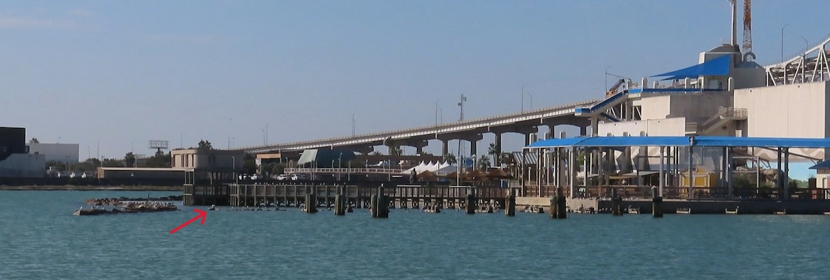 rødfotsule - ML645964569