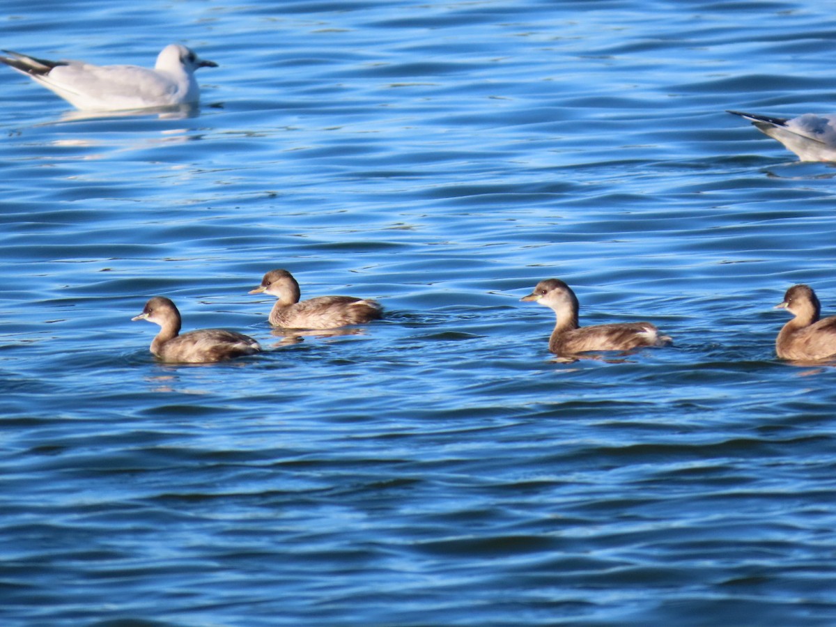 dvergdykker - ML645964571