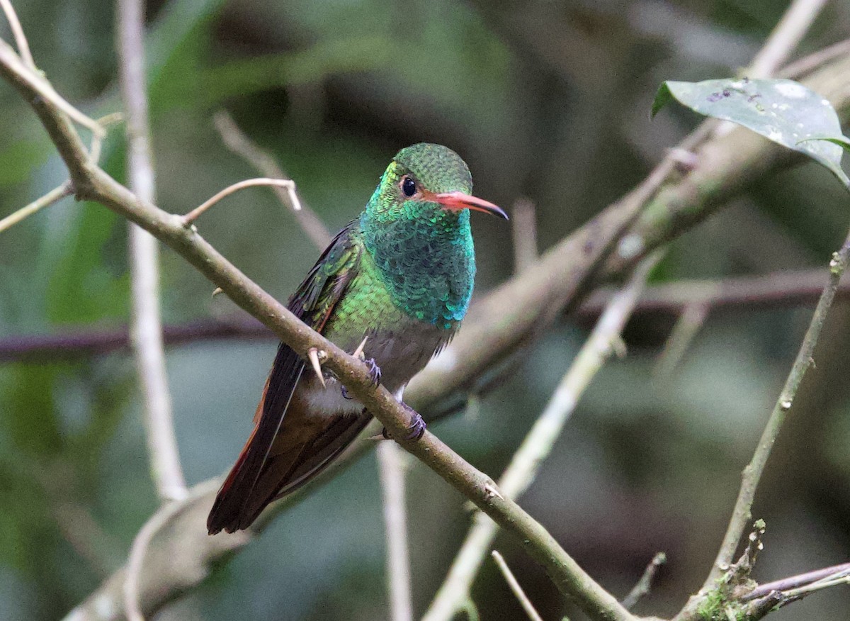 ruststjertkolibri - ML645964572