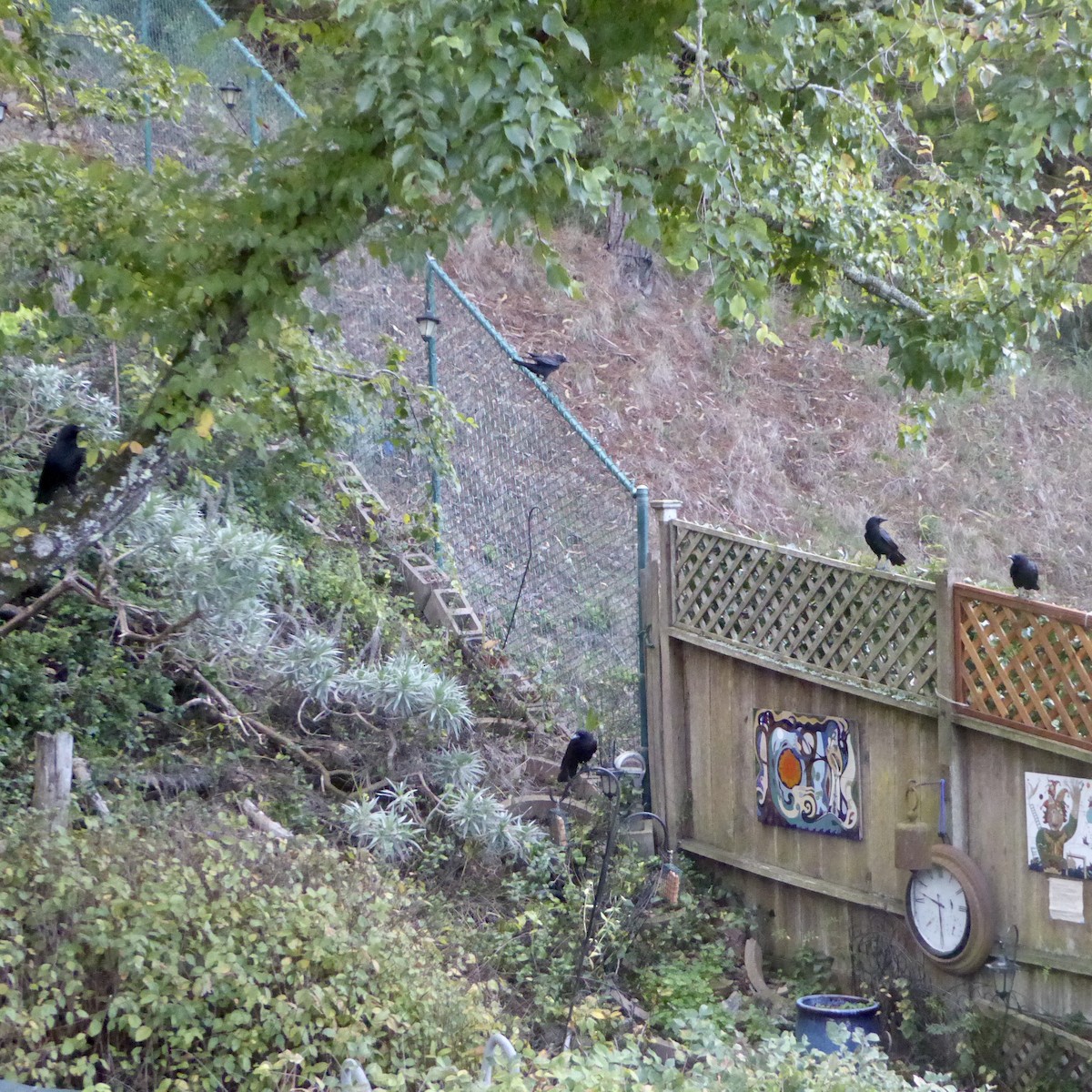 amerikakråke - ML645964573