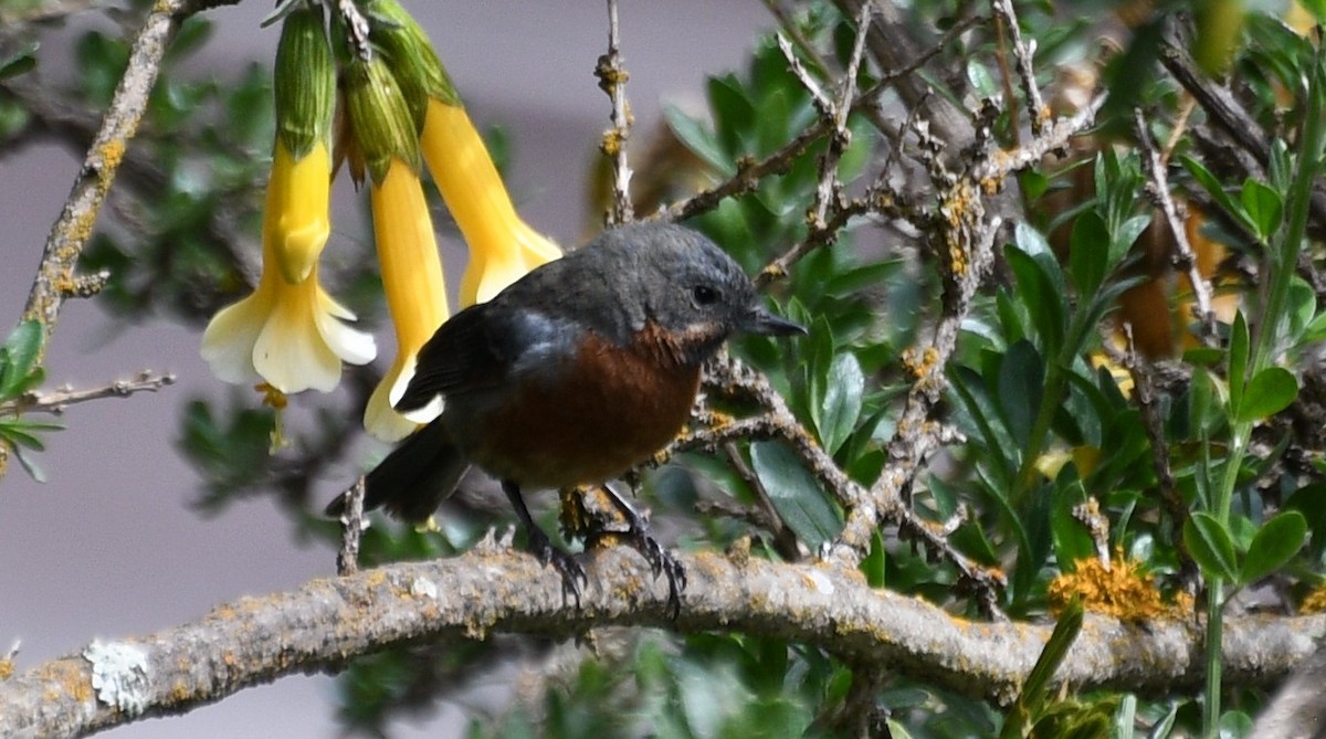 svartstrupeblomsterborer - ML645964574