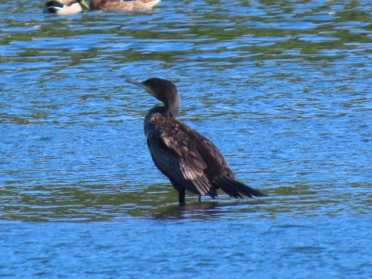 storskarv - ML645964575