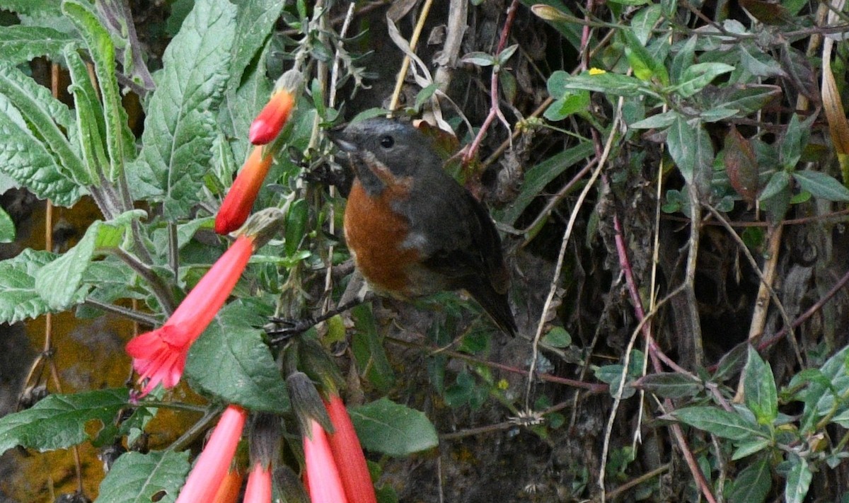 svartstrupeblomsterborer - ML645964576