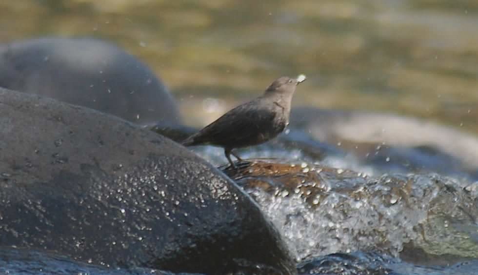 Ur-zozo iparramerikarra - ML645964586