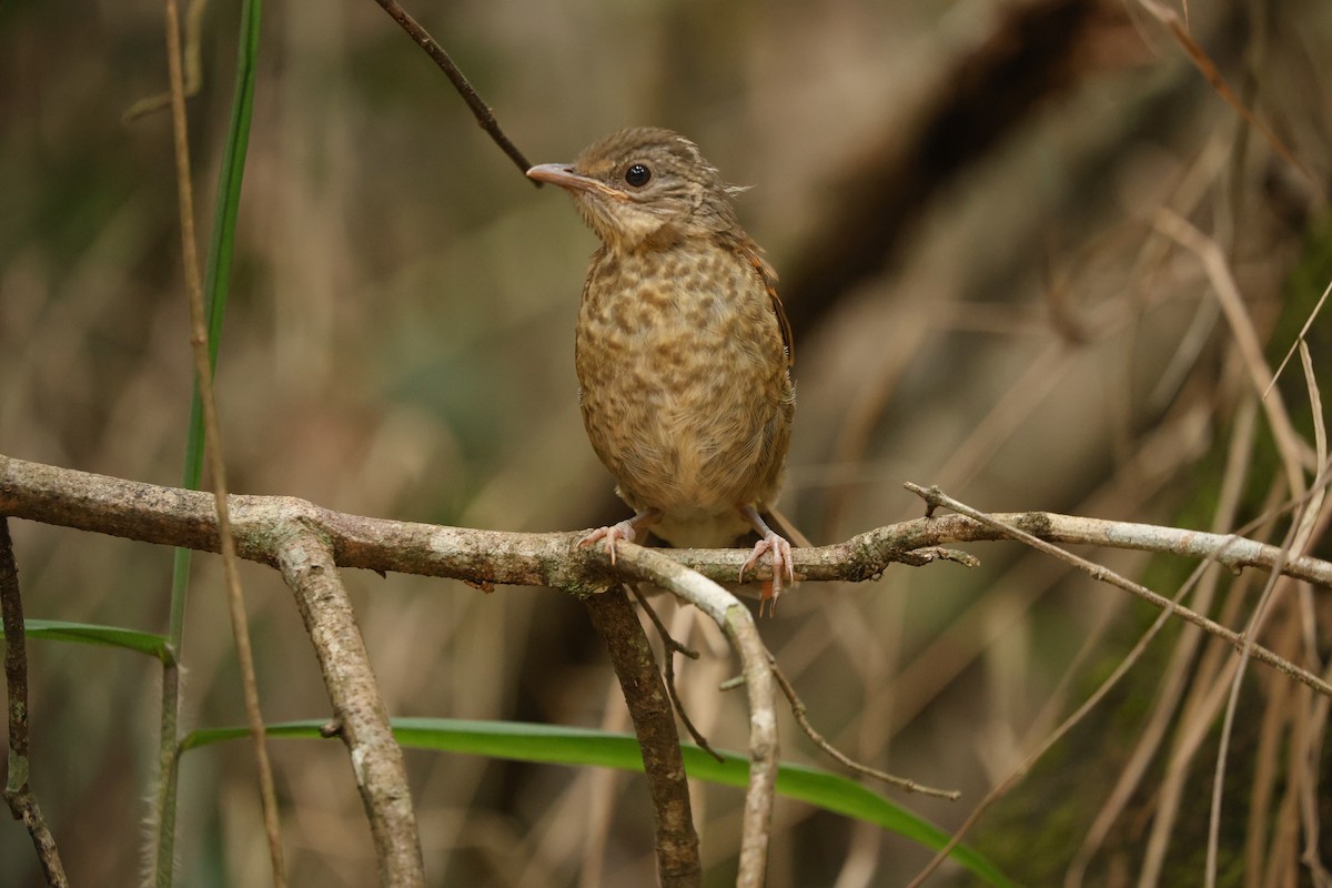 Zorzal Sabiá - ML645964596