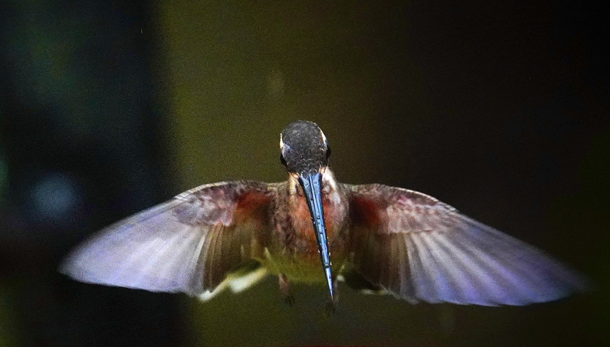 Pale-bellied Hermit - ML645964610