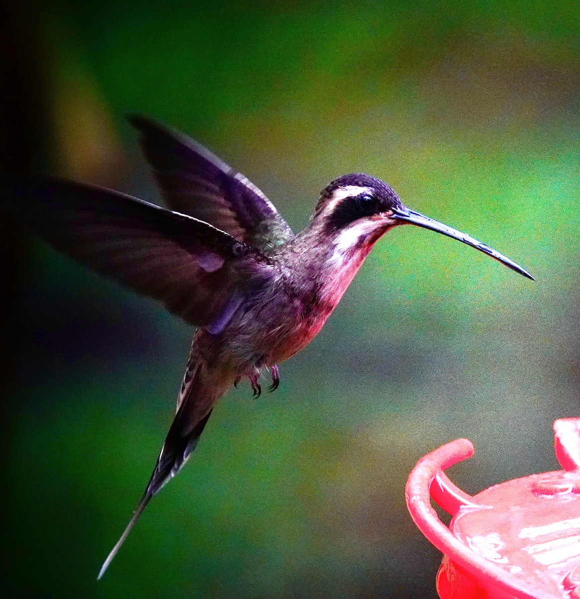Pale-bellied Hermit - ML645964611