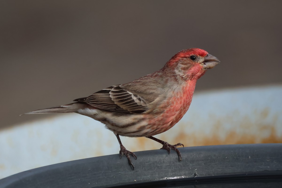 House Finch - ML645964612