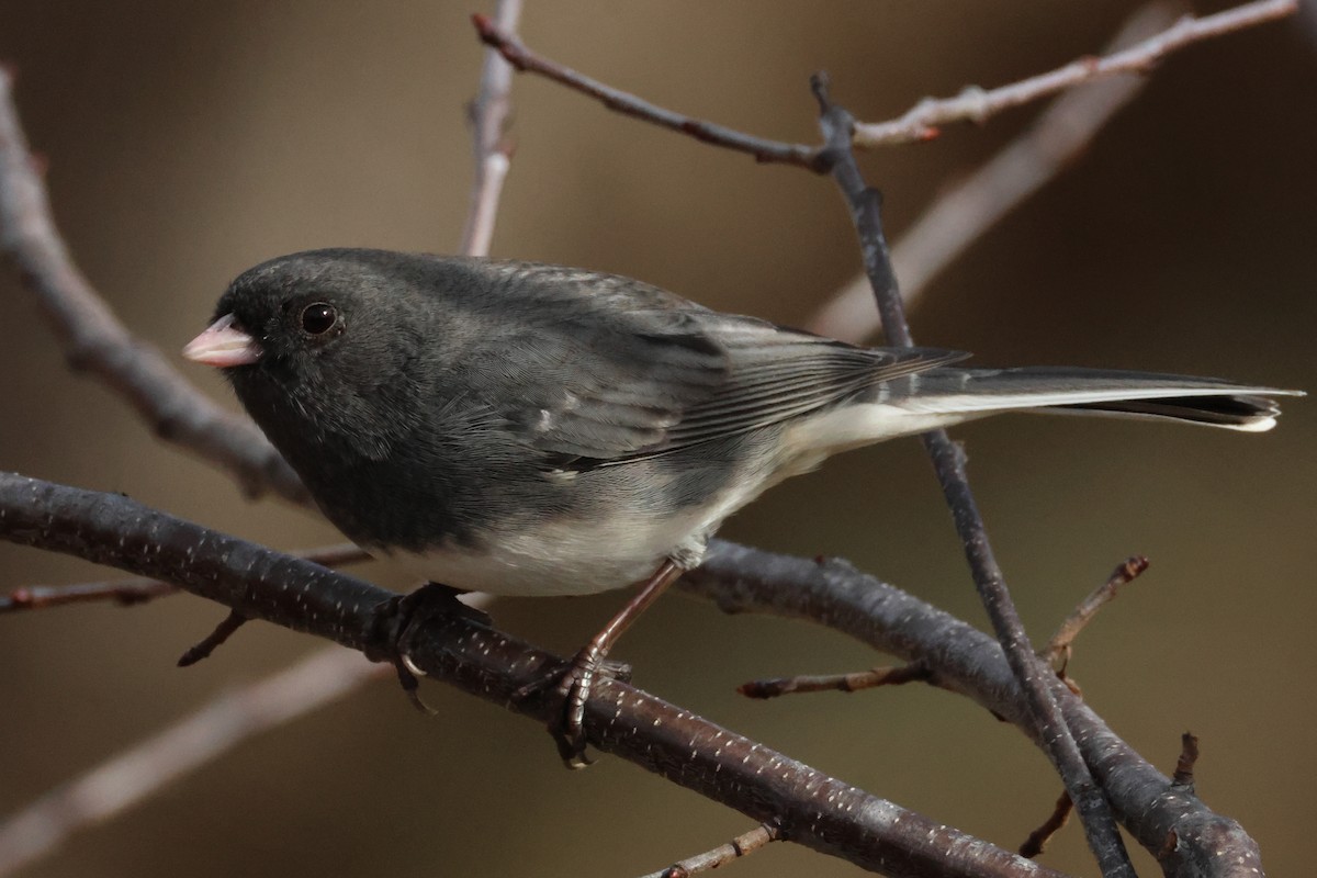 Dark-eyed Junco - ML645964615