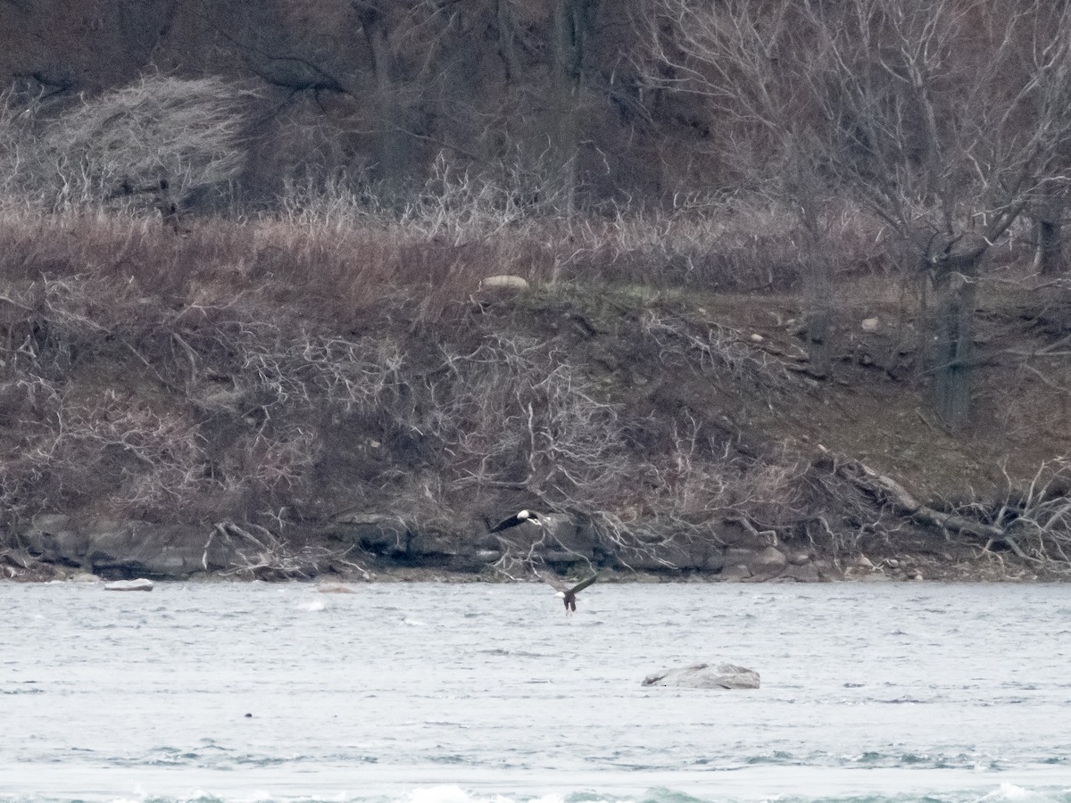 עיטם לבן-ראש - ML645964620