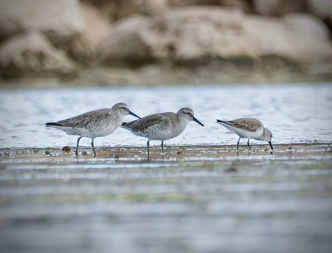חופית להקנית - ML645964622
