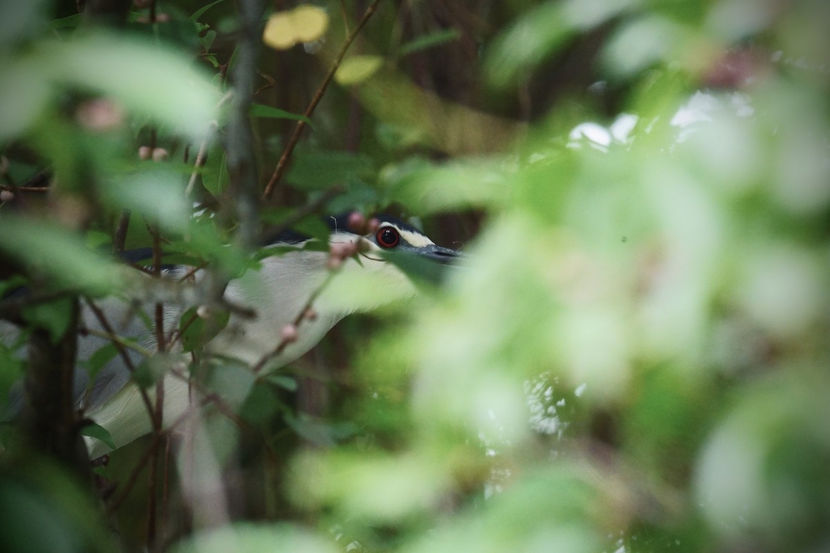 natthegre - ML645964627